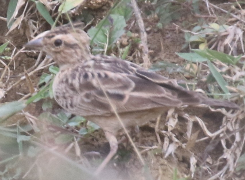 Tawny Lark - Mohit Sahu