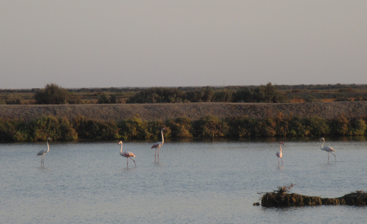 Greater Flamingo - ML609888117