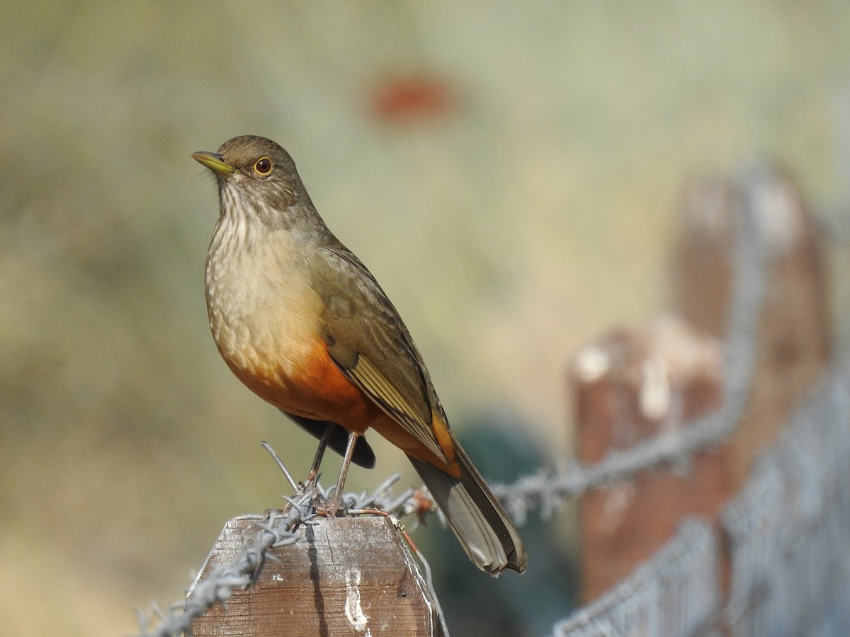 Rufous-bellied Thrush - ML609888141