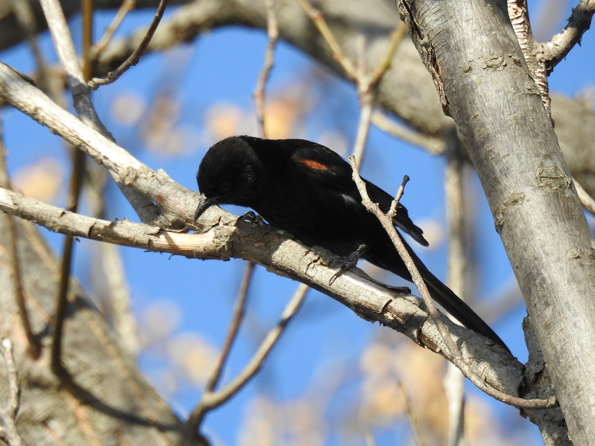 Variable Oriole - ML609888153