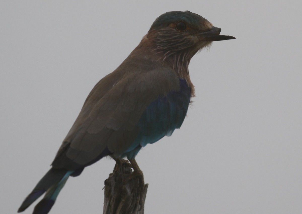 Indian Roller - Mohit Sahu