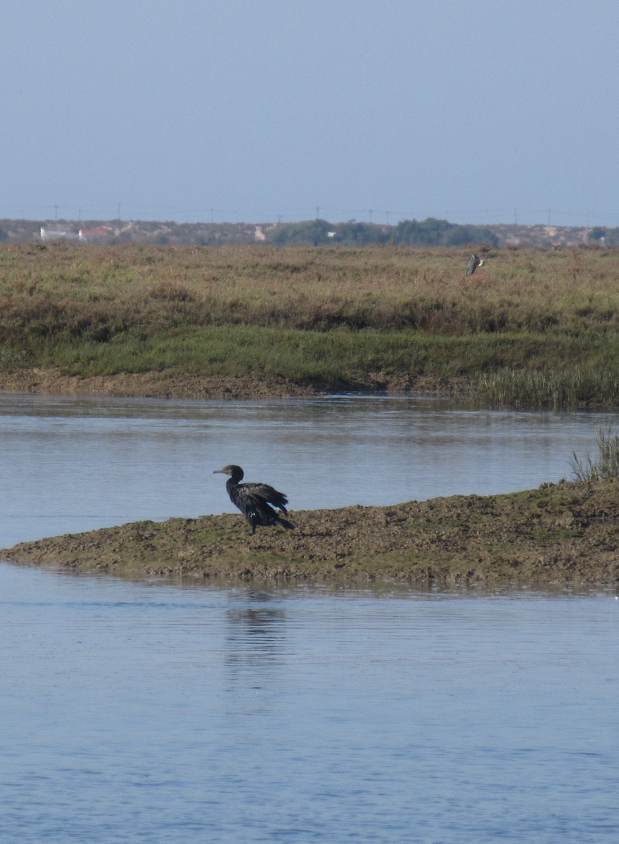 Great Cormorant - ML609888179