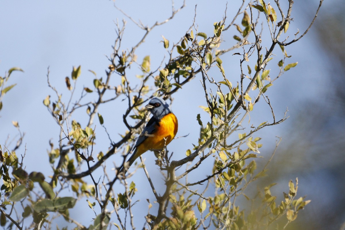 Blue-and-yellow Tanager - ML609888194
