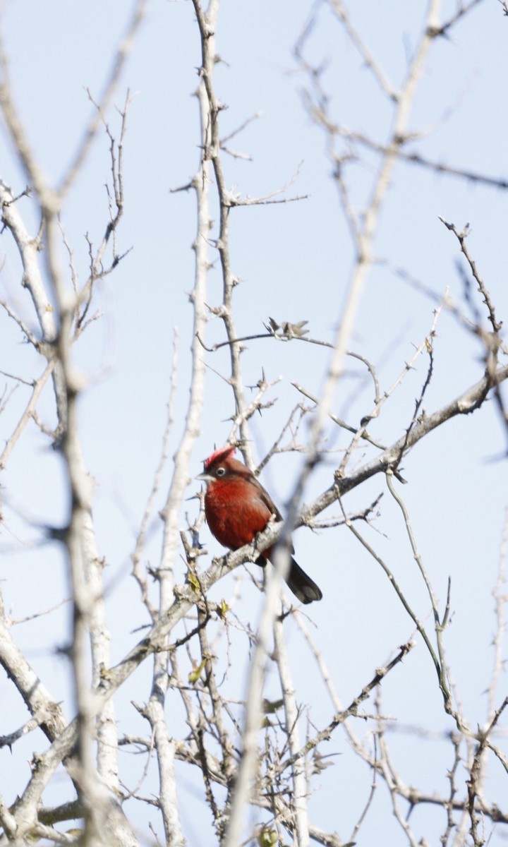 Red-crested Finch - ML609888197