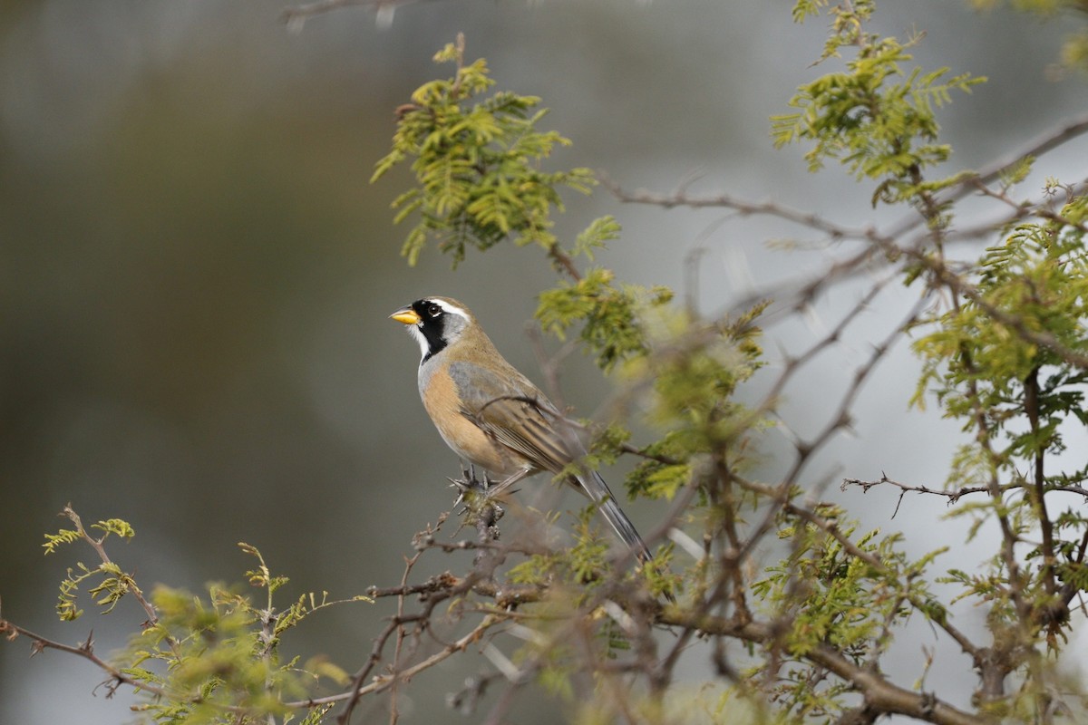 Many-colored Chaco Finch - ML609888205