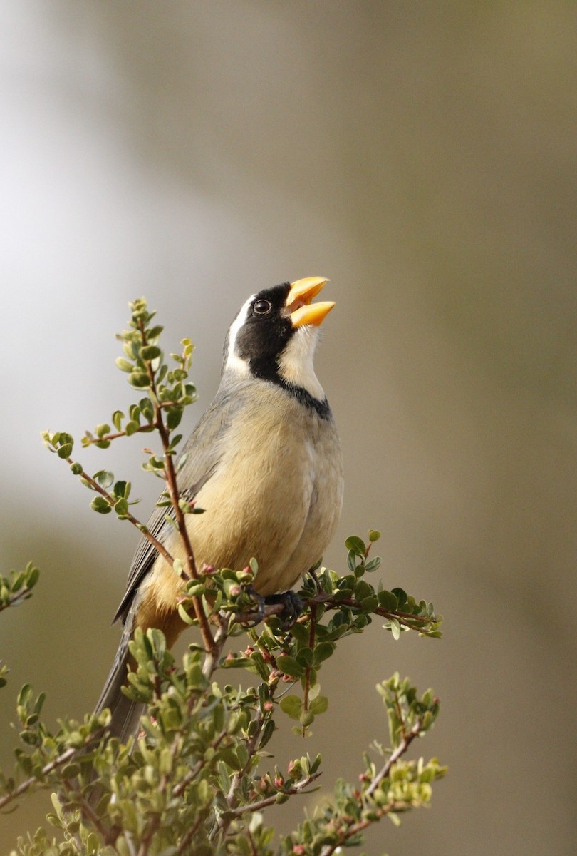 Golden-billed Saltator - ML609888209