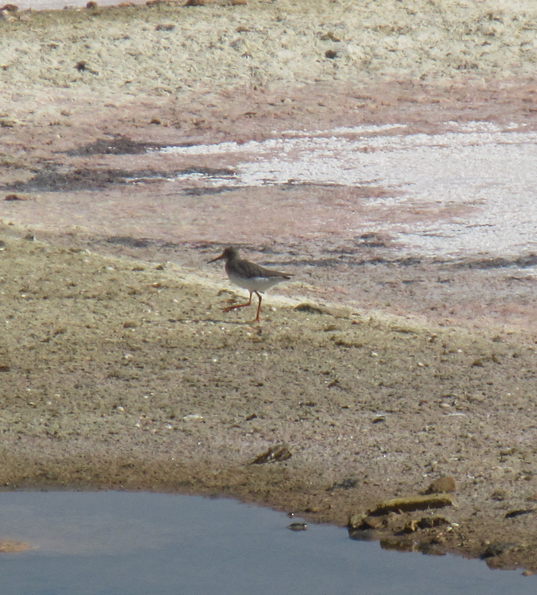 Common Redshank - ML609888313