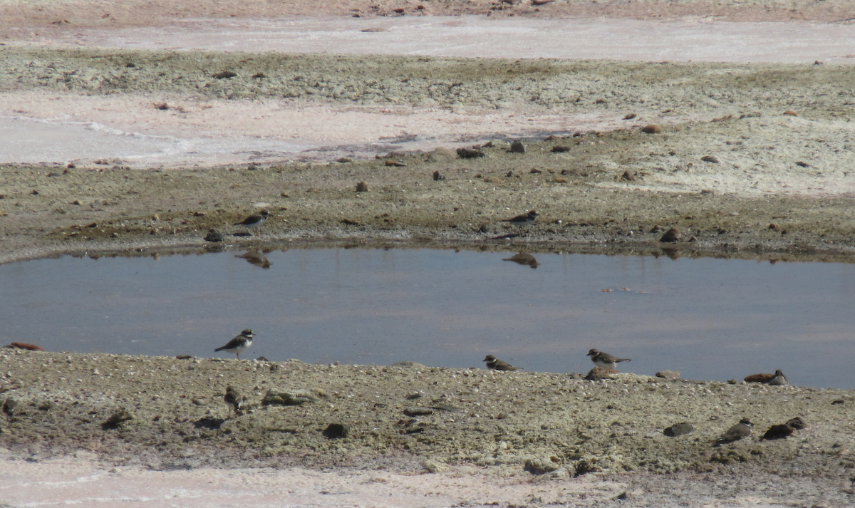 Common Ringed Plover - ML609888365