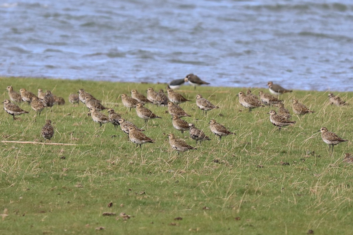 European Golden-Plover - ML609888405