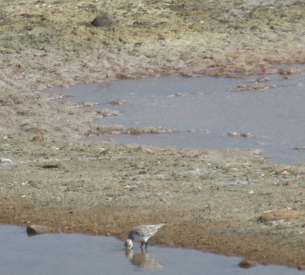 Sanderling - ML609888460