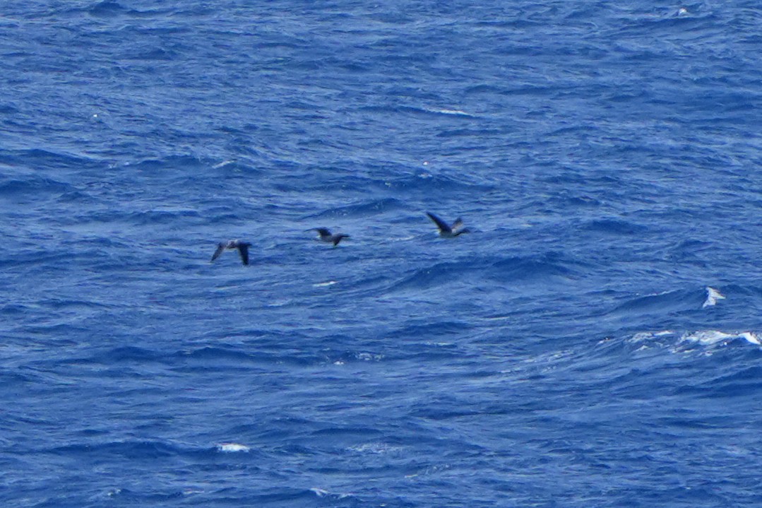 Brant (Atlantic) - Daniel López-Velasco | Ornis Birding Expeditions