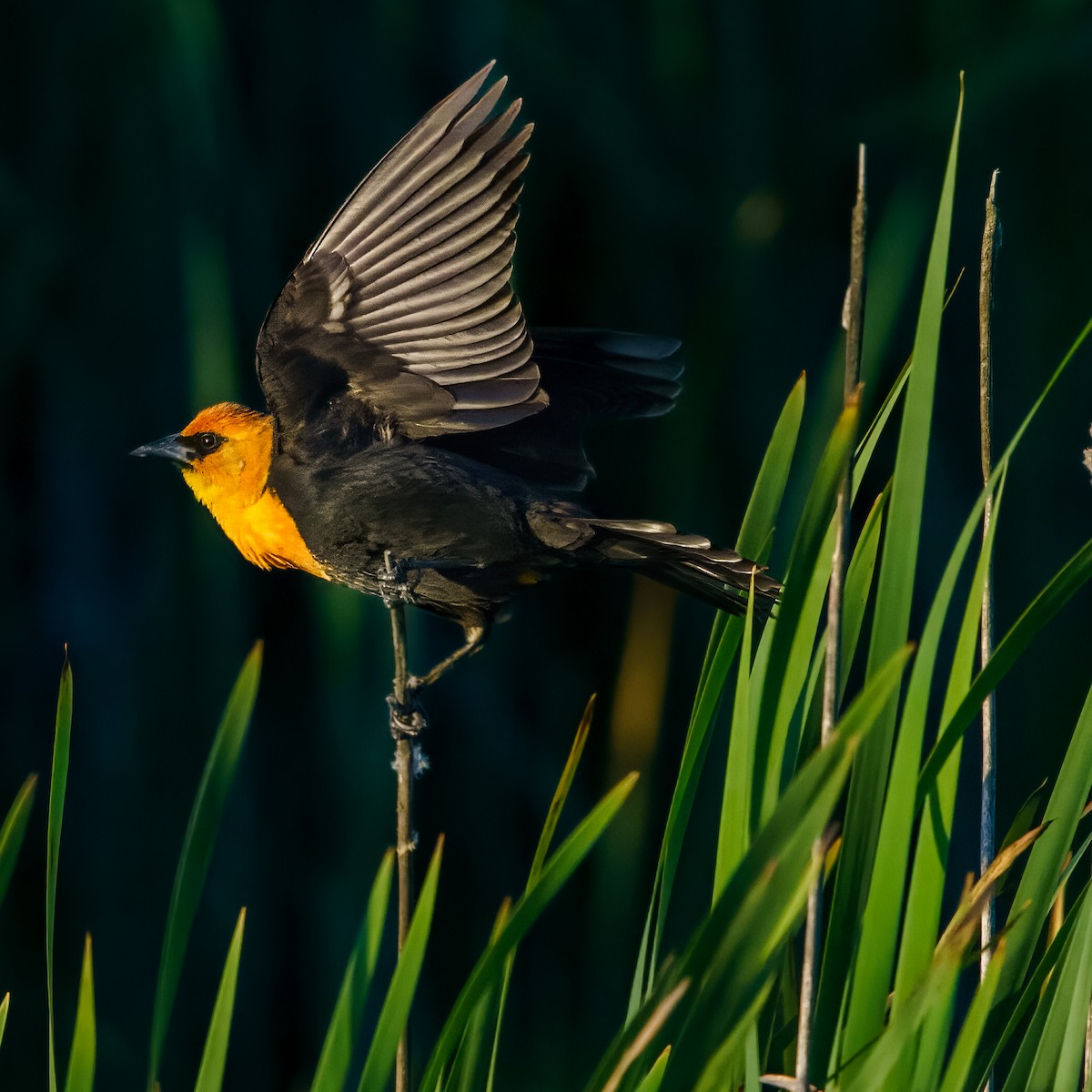 Yellow-headed Blackbird - ML609888707