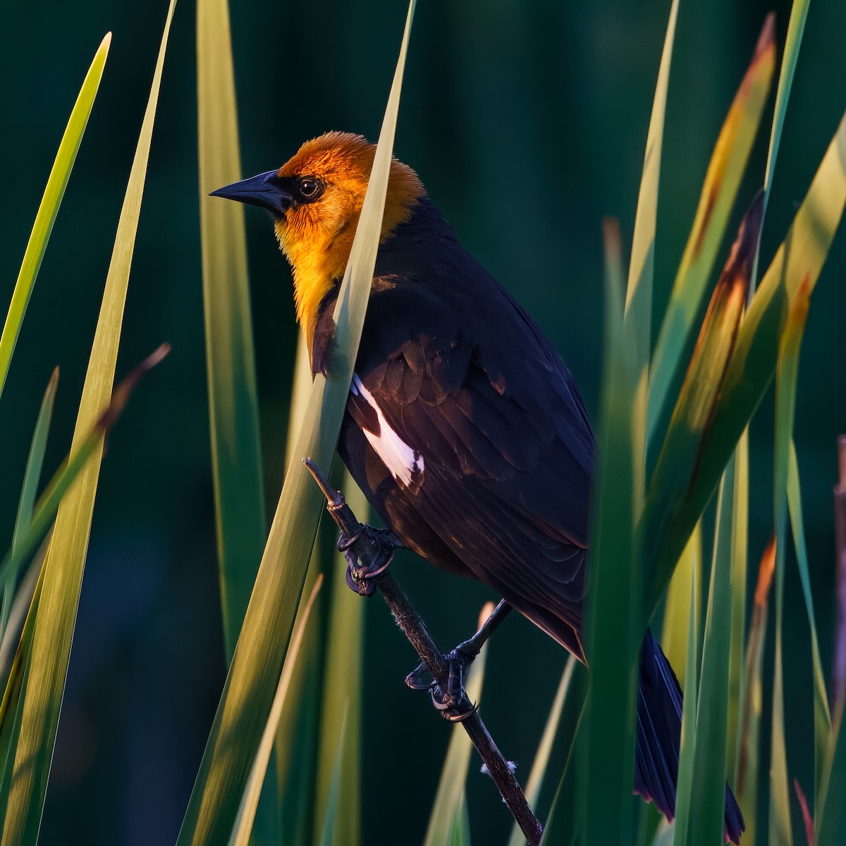 Yellow-headed Blackbird - ML609888719