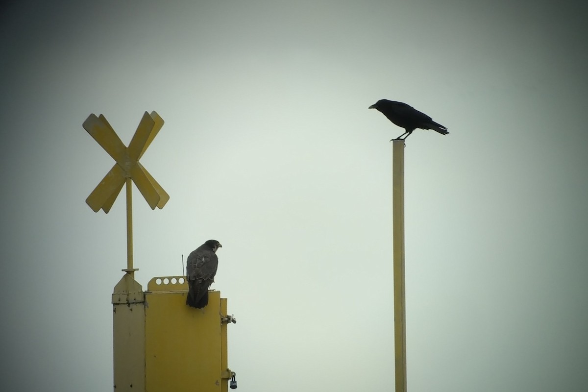 Сапсан (группа peregrinus) - ML609888822