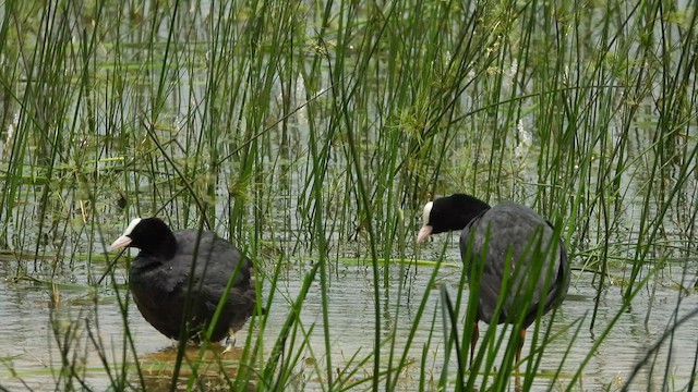 Eurasian Coot - ML609888894