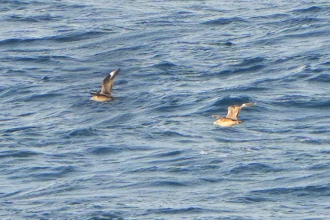 South Polar Skua - Daniel López-Velasco | Ornis Birding Expeditions