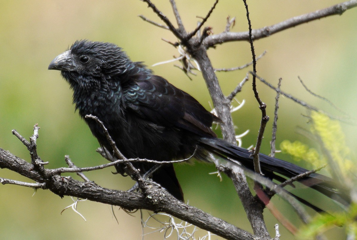 Groove-billed Ani - j sykes