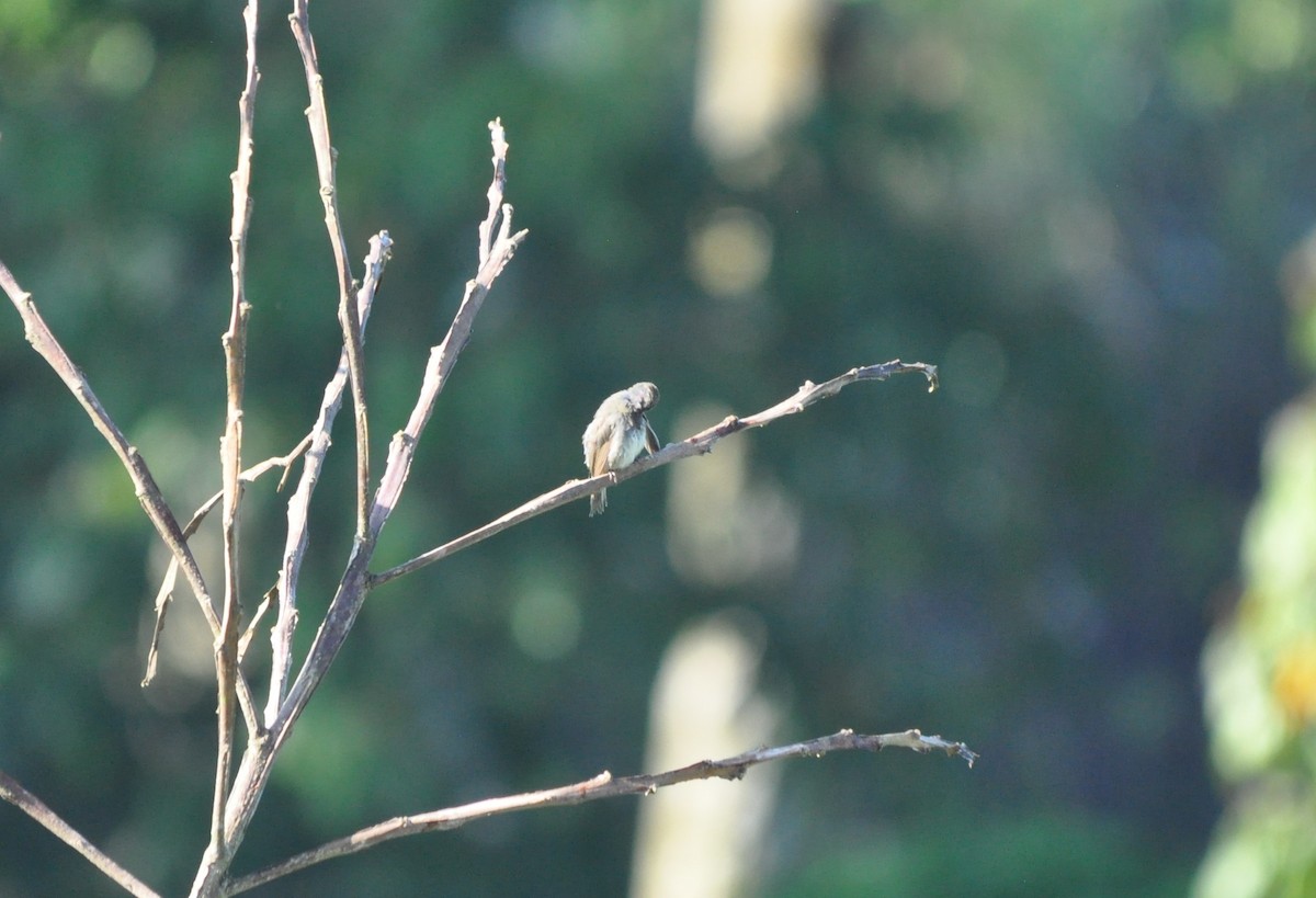 Black-faced Grassquit - ML609888972