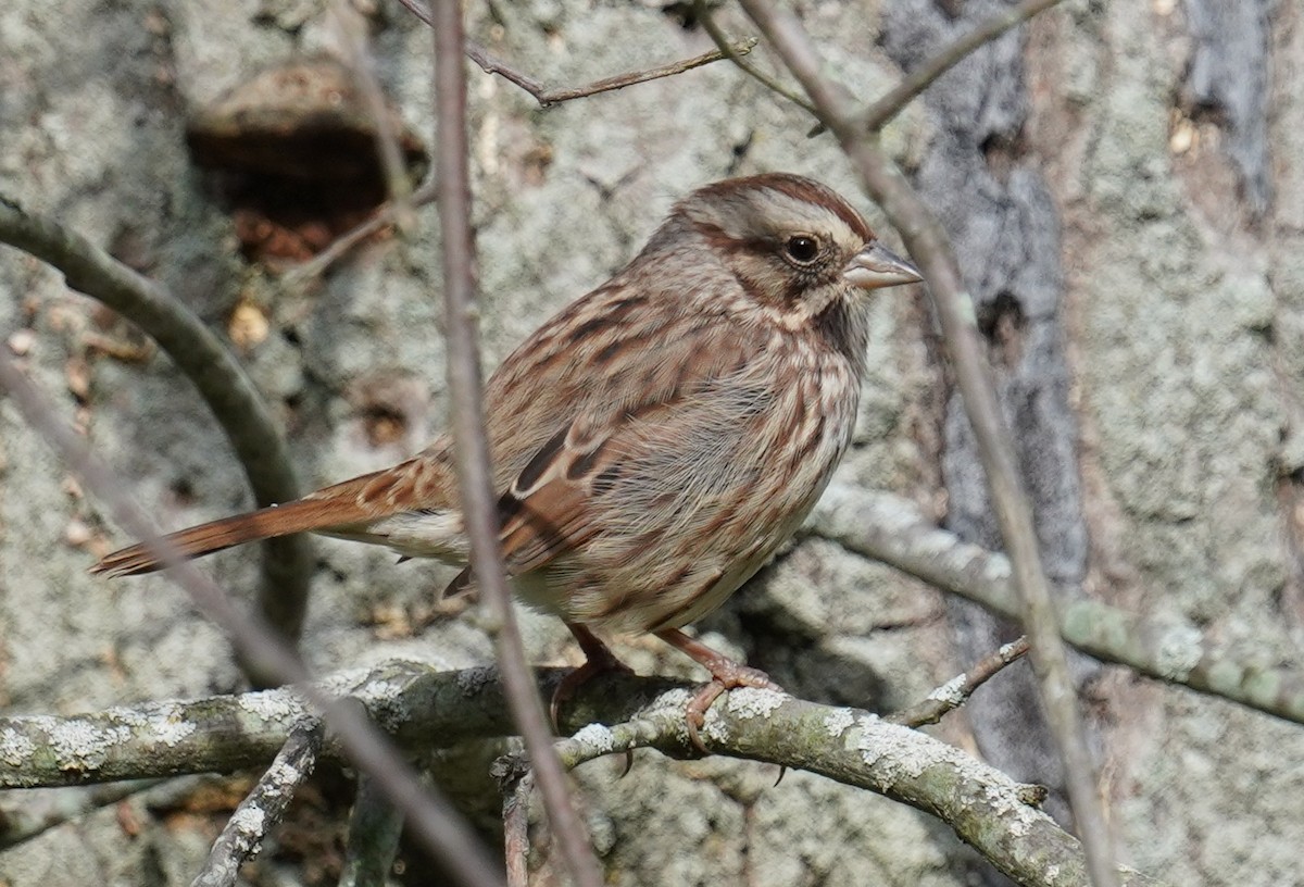 Song Sparrow - ML609888978