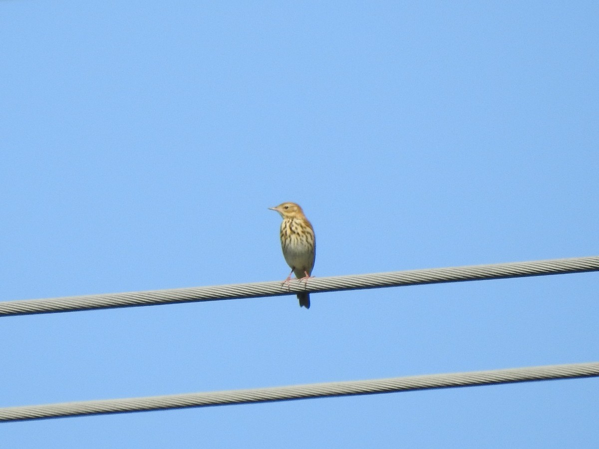 Tree Pipit - Rui Santos