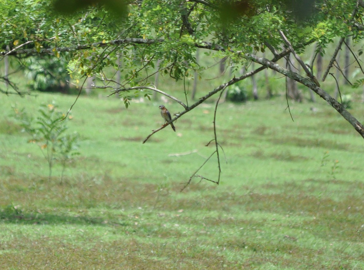 American Kestrel - ML609889162