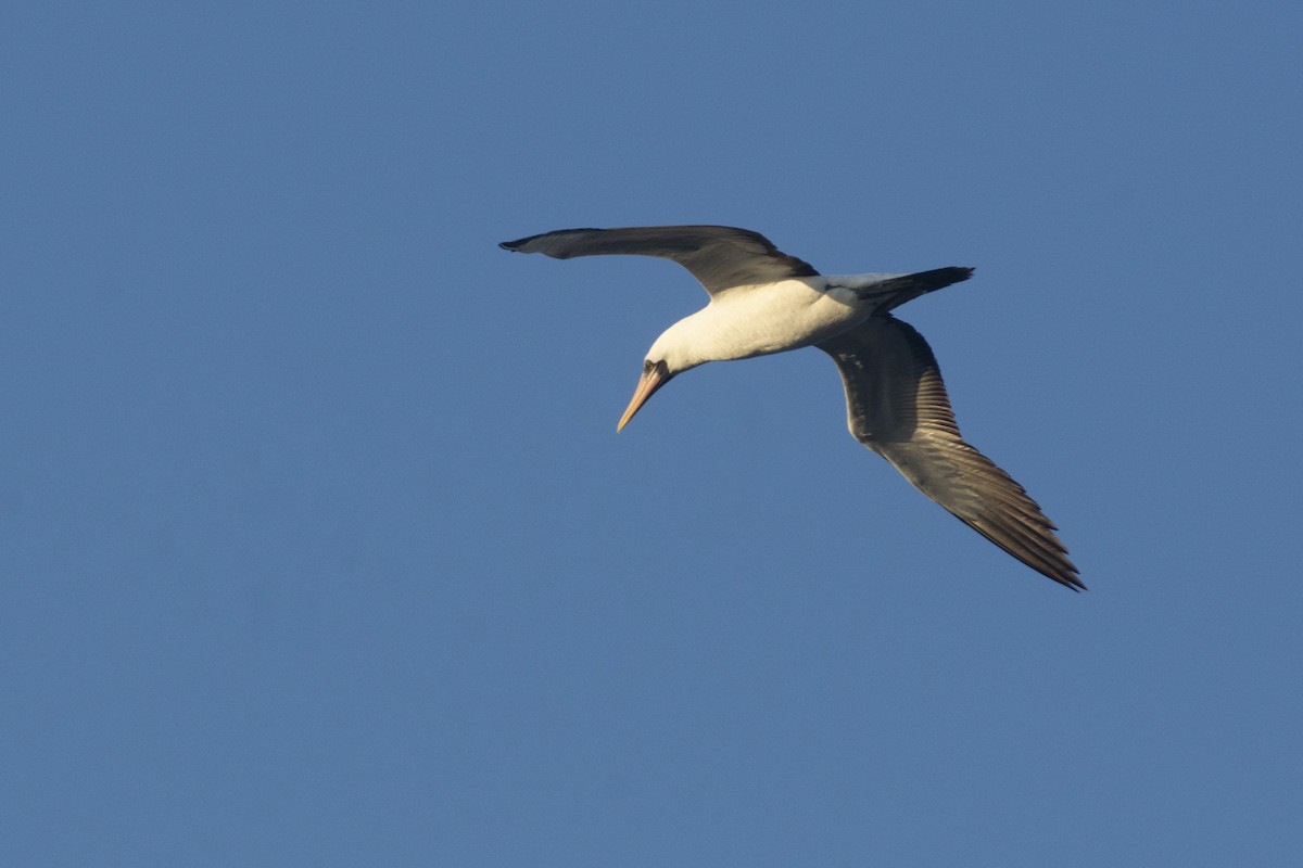 Nazca Booby - ML609889230