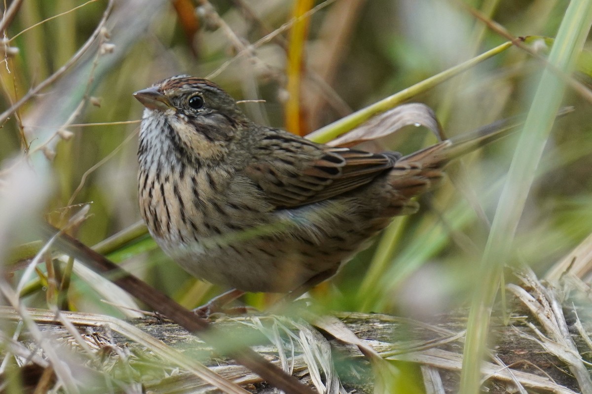 Lincoln's Sparrow - ML609889234