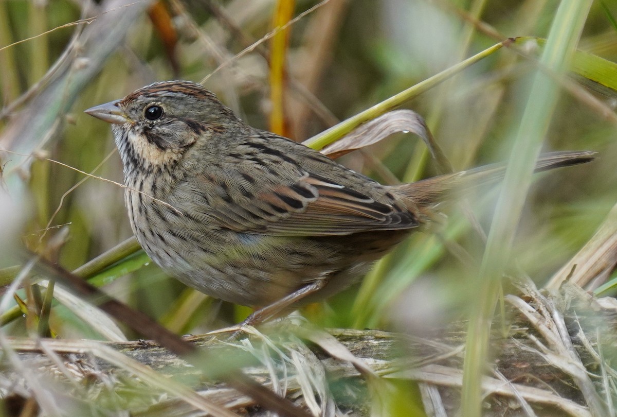 Lincoln's Sparrow - ML609889287