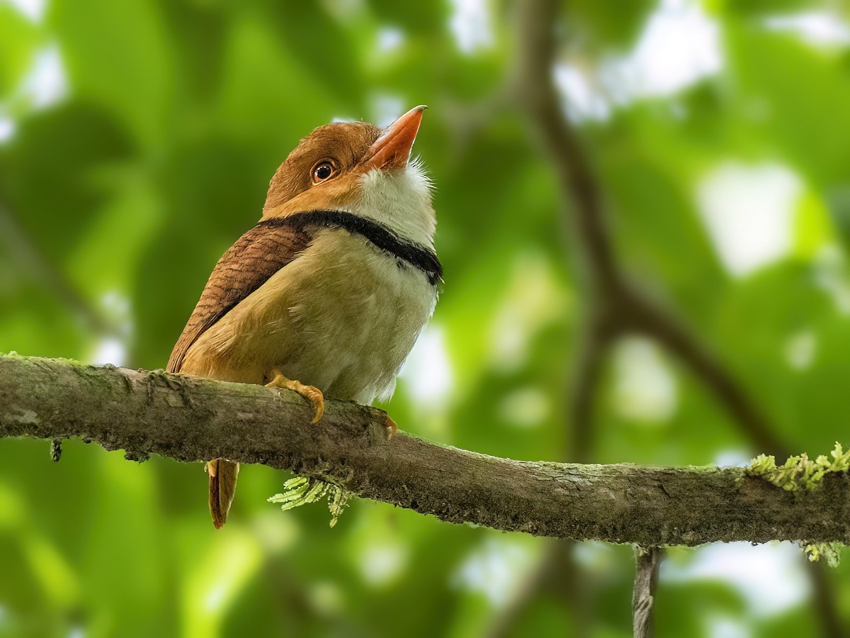 Collared Puffbird - Andres Vasquez Noboa