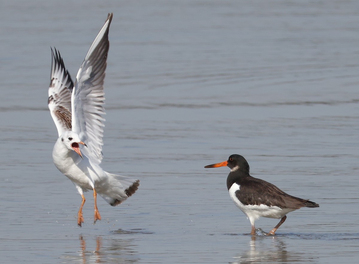 Eurasian Oystercatcher - ML609889388