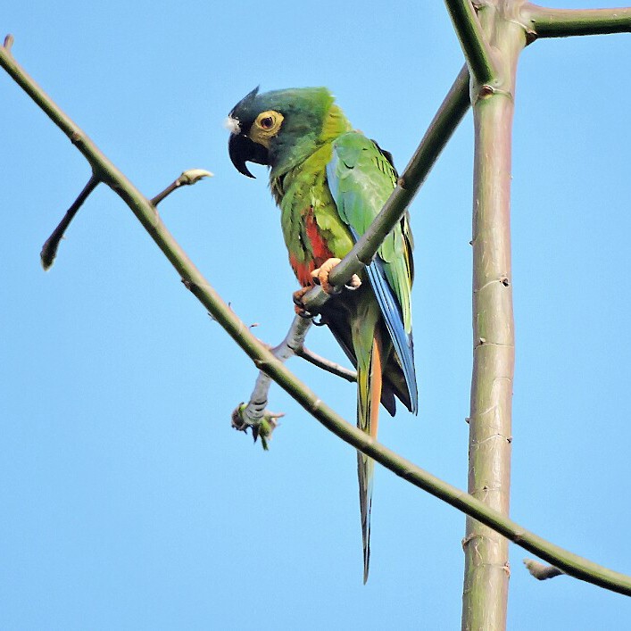 Blue-winged Macaw - ML609889445