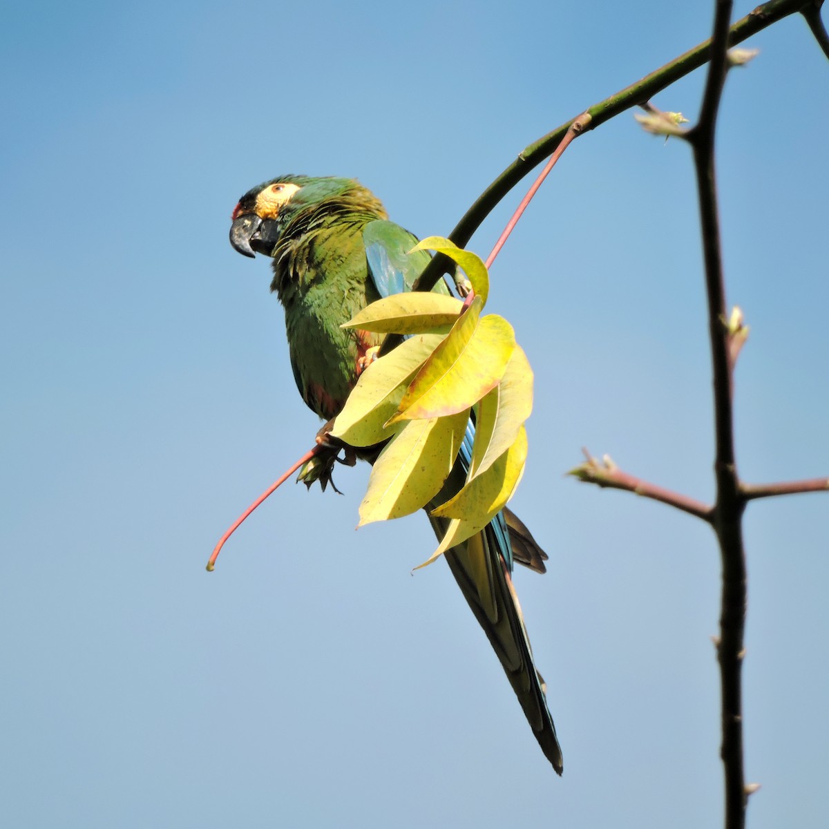 Blue-winged Macaw - ML609889446