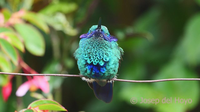 fiolørekolibri - ML609889491