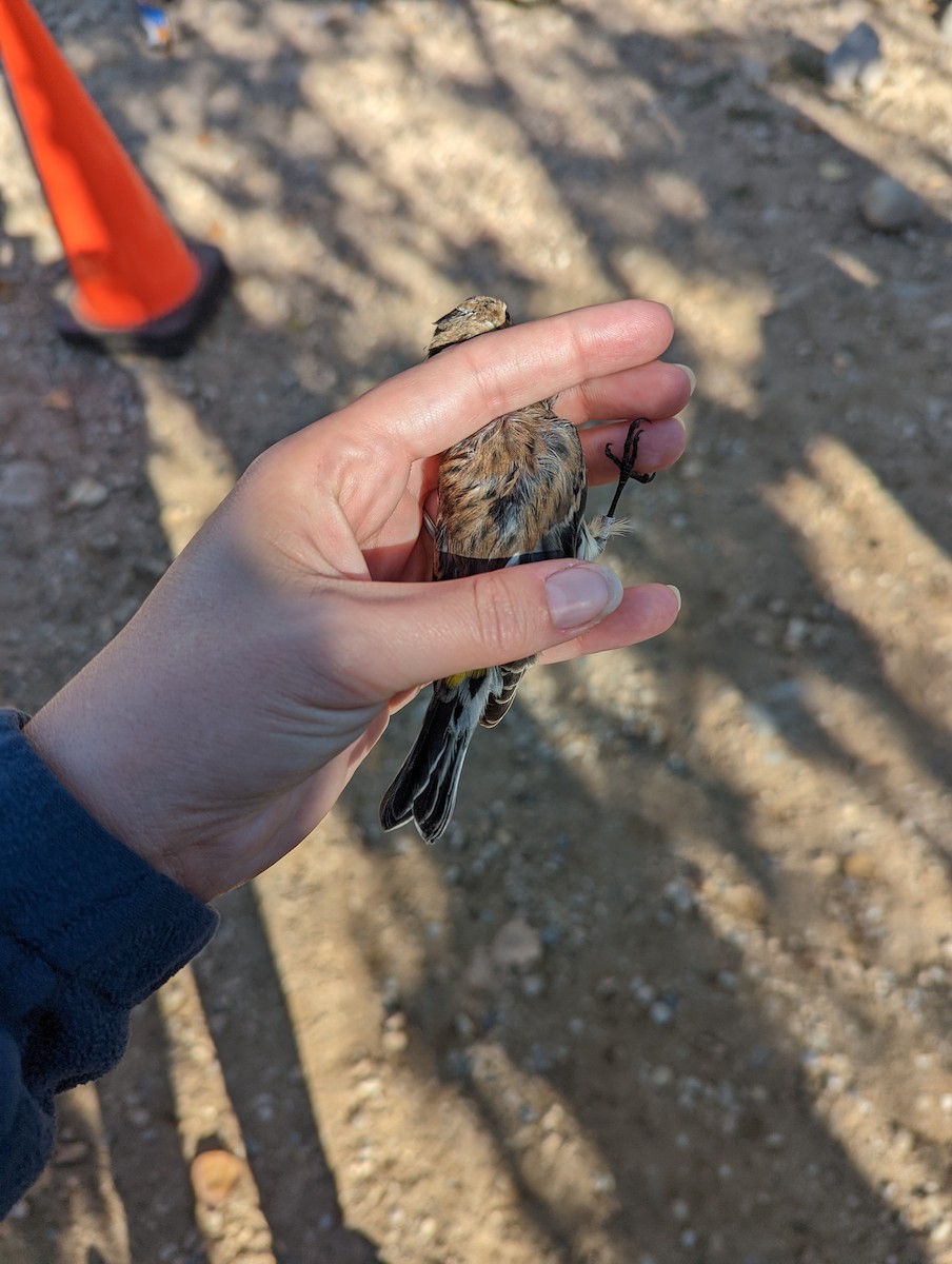 Пісняр-лісовик жовтогузий (підвид coronata) - ML609889510