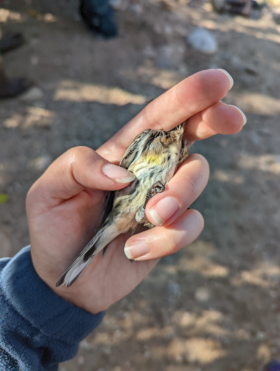 Paruline à croupion jaune (coronata) - ML609889514