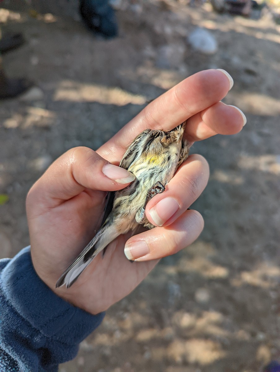 Yellow-rumped Warbler (Myrtle) - Heidi Ware Carlisle