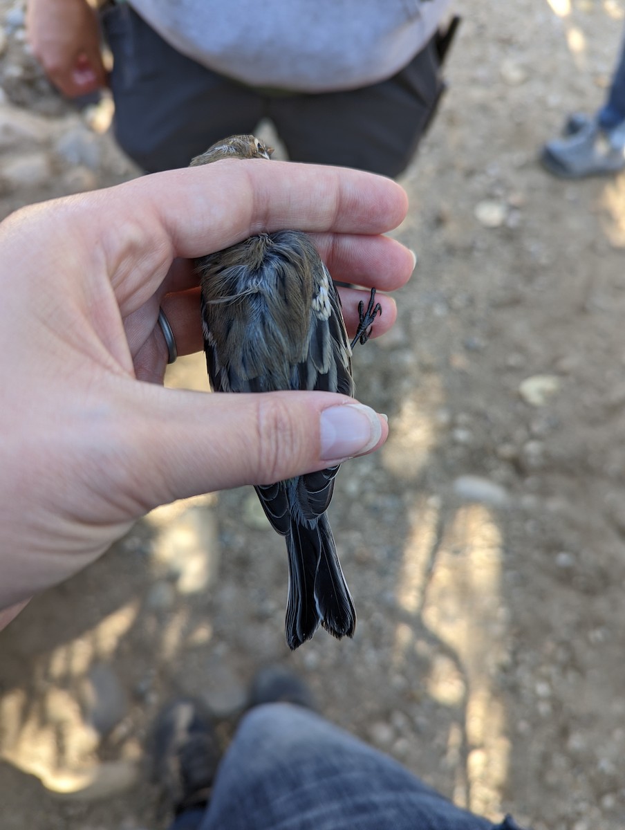 Yellow-rumped Warbler (Myrtle x Audubon's) - ML609889530