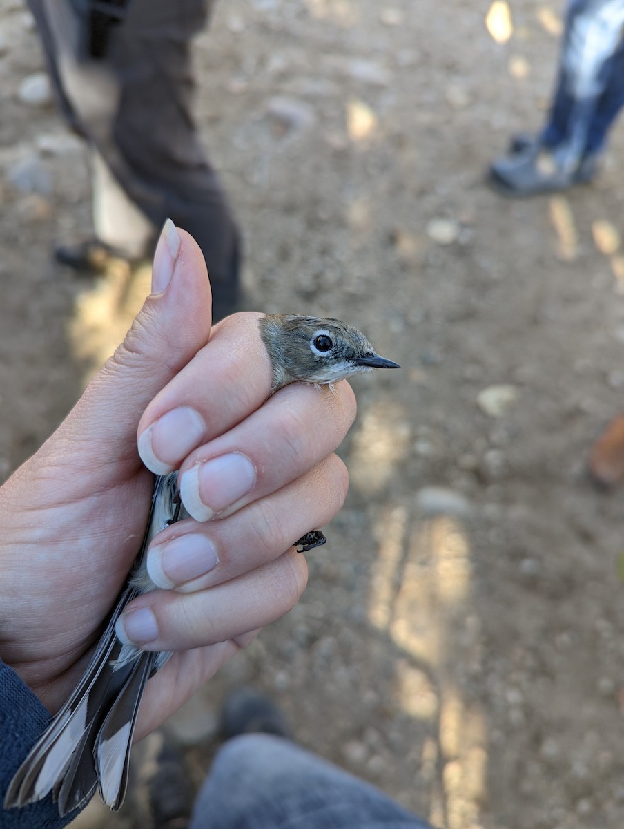 Yellow-rumped Warbler (Myrtle x Audubon's) - ML609889531