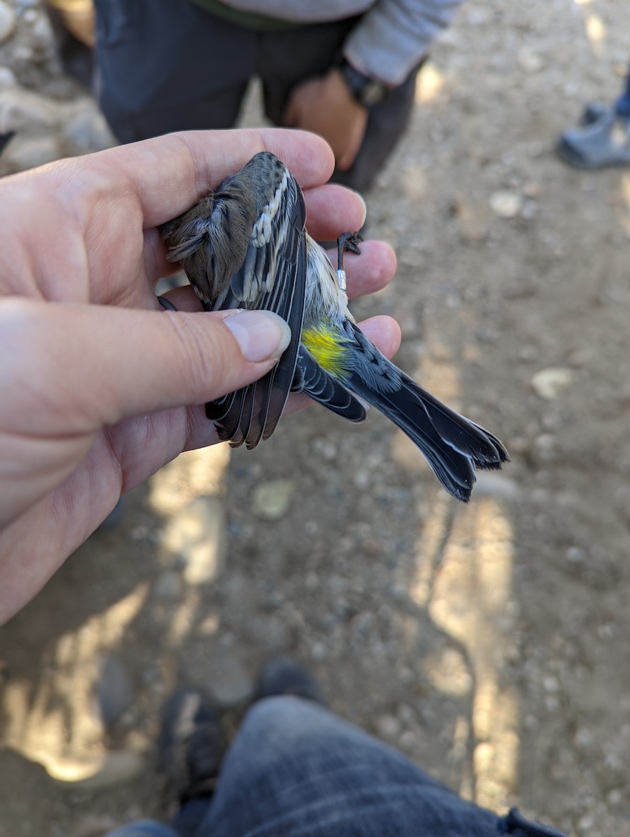 Paruline à croupion jaune (coronata x auduboni) - ML609889532