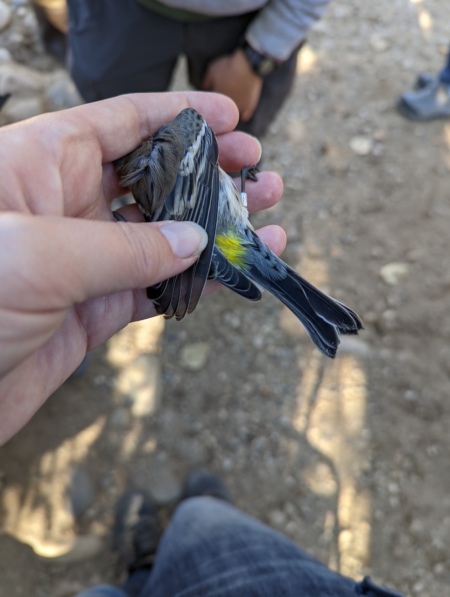 lesňáček žlutoskvrnný (ssp. coronata x auduboni) - ML609889532