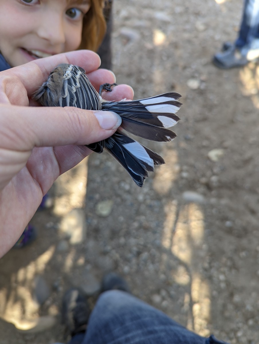 Yellow-rumped Warbler (Myrtle x Audubon's) - ML609889533