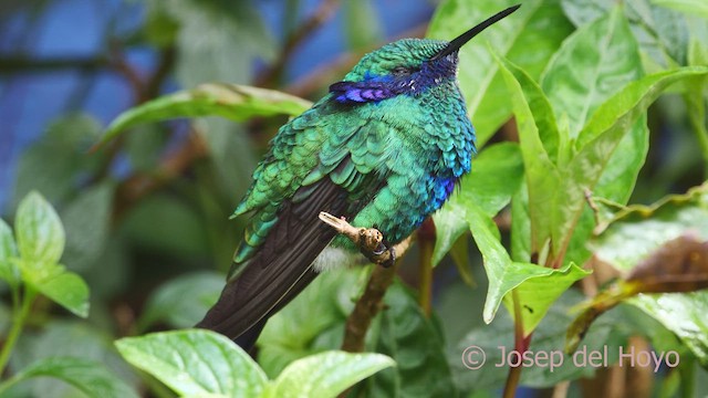 kolibřík modrolící - ML609889634