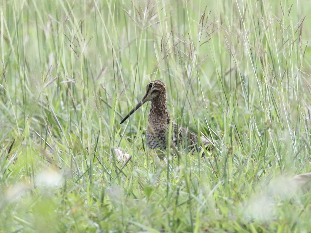 Pin-tailed Snipe - ML609889649