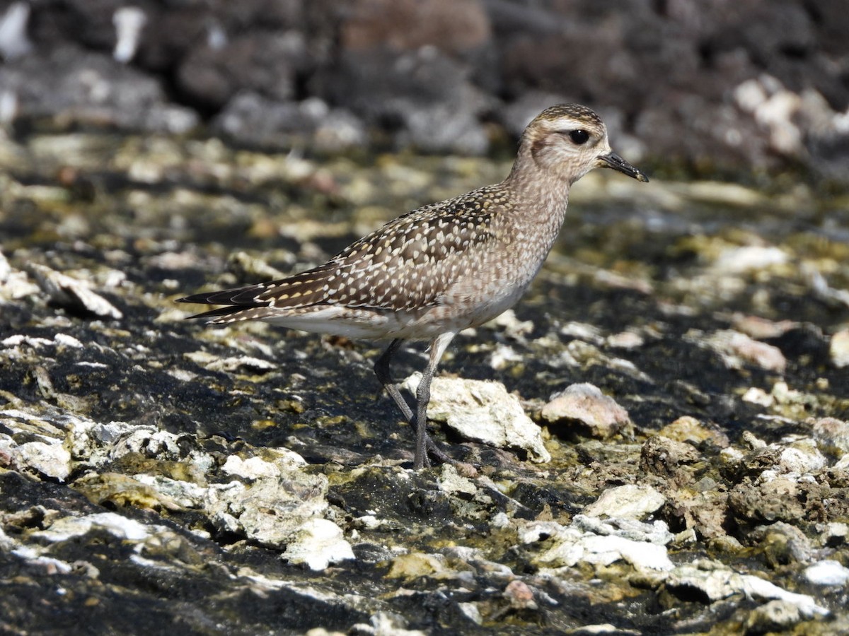 American Golden-Plover - Miguel Hernández Santana