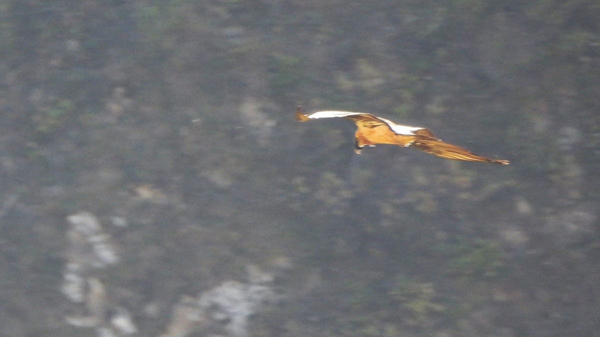 Bearded Vulture - Andy  Woodward