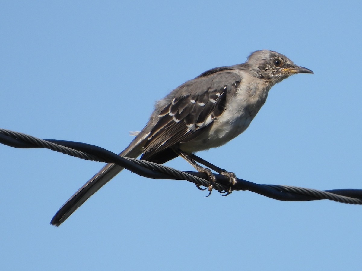 Northern Mockingbird - ML609889816