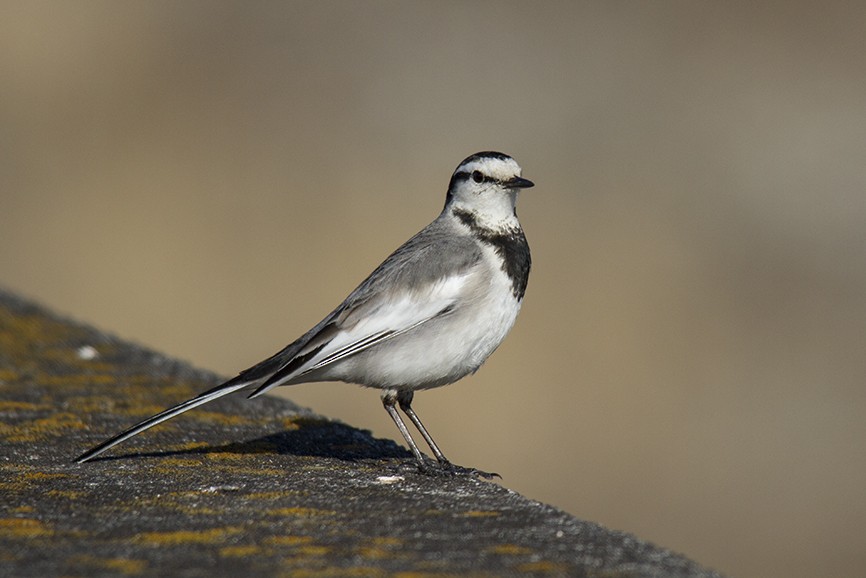 White Wagtail - Andres Vasquez Noboa