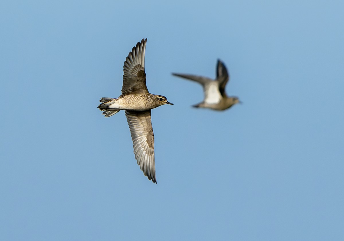American Golden-Plover - Daniel López-Velasco | Ornis Birding Expeditions