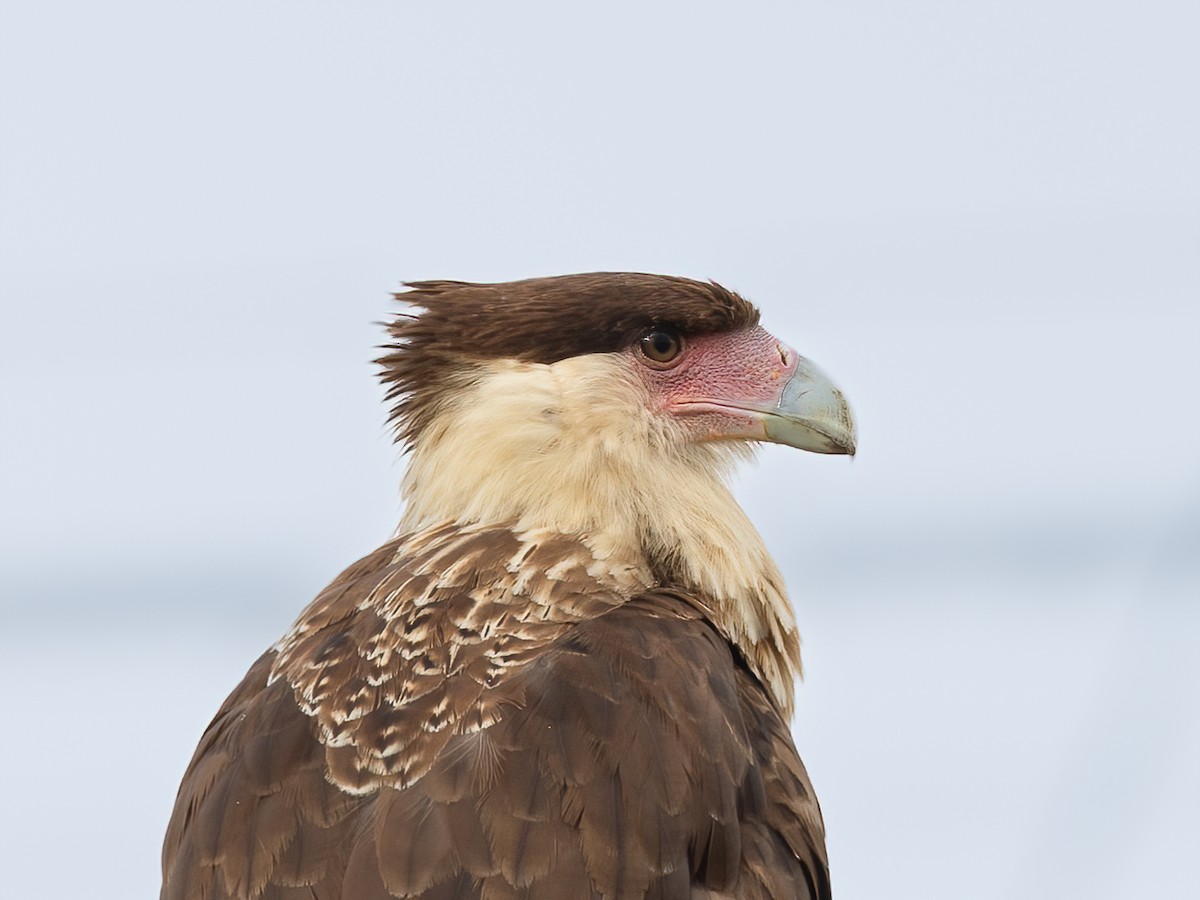 Crested Caracara - ML609889942