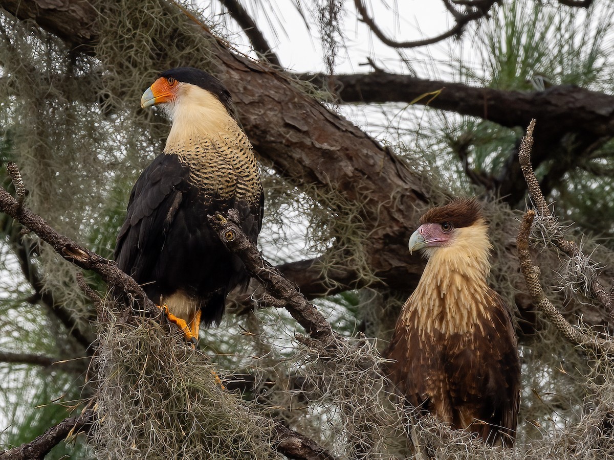 Crested Caracara - ML609889946